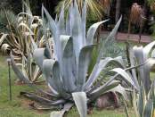 Agave americana